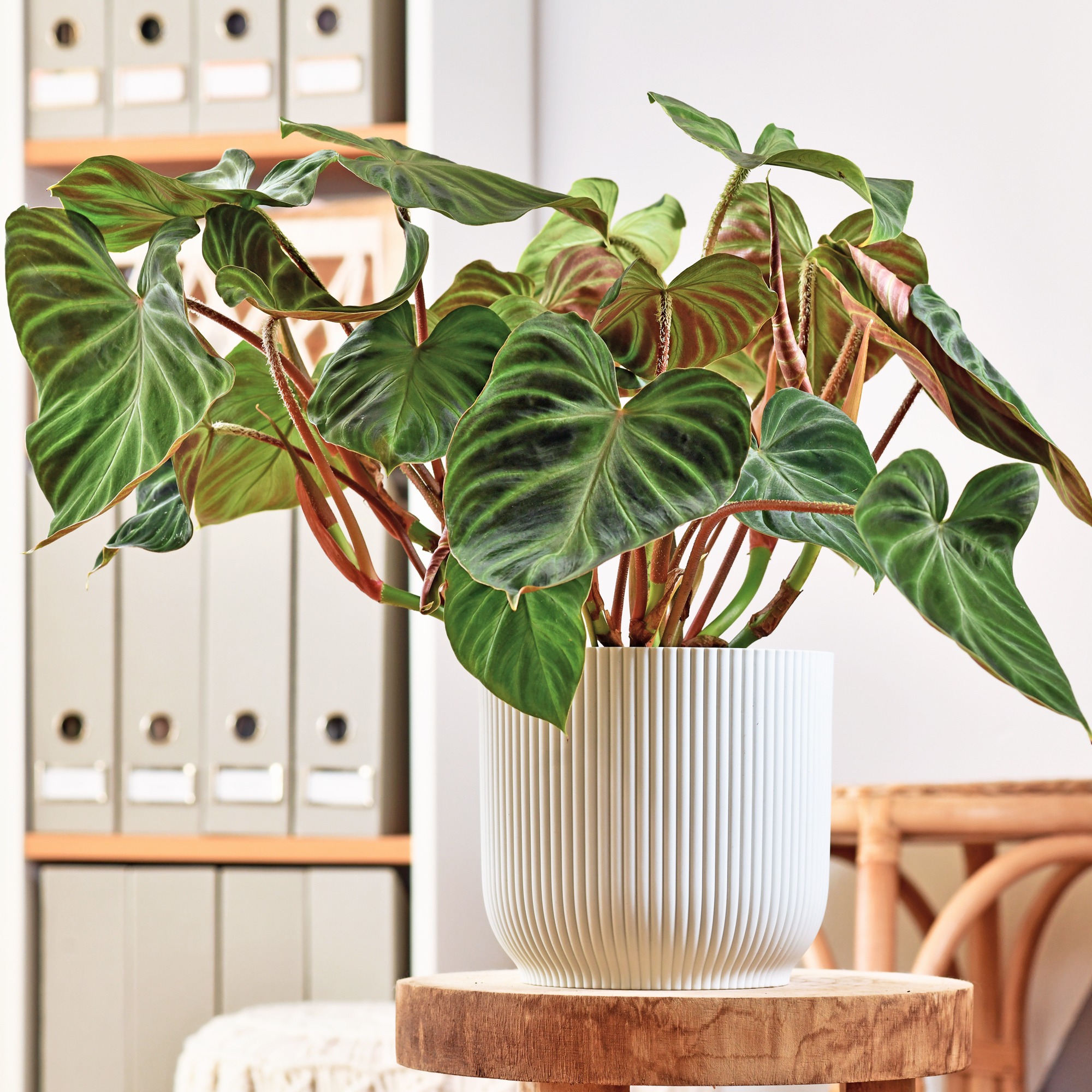 Afbeelding van Philodendron - Aveve