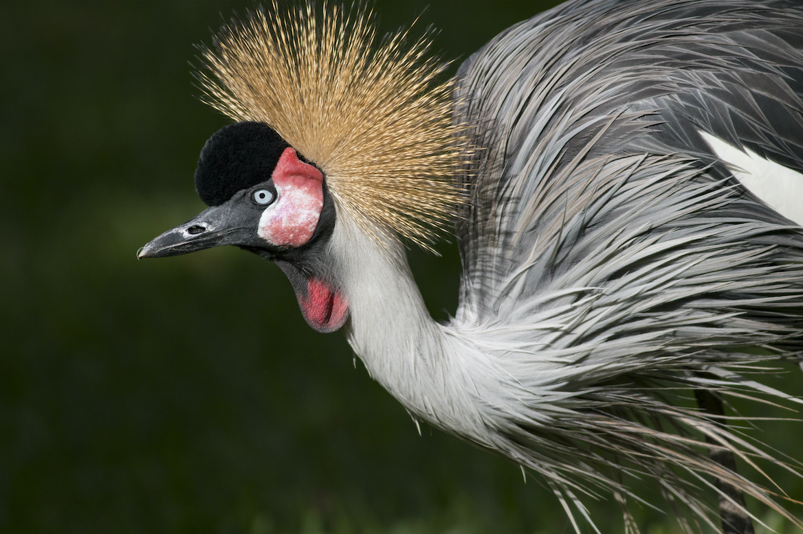 Cranes