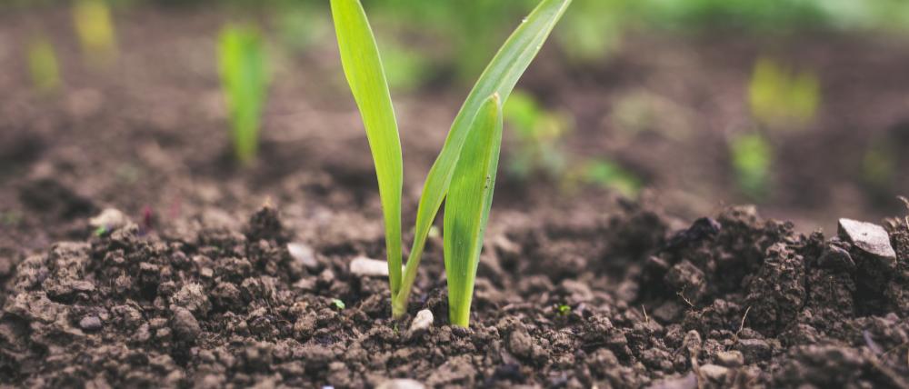 Over Eurofins Agro I&T