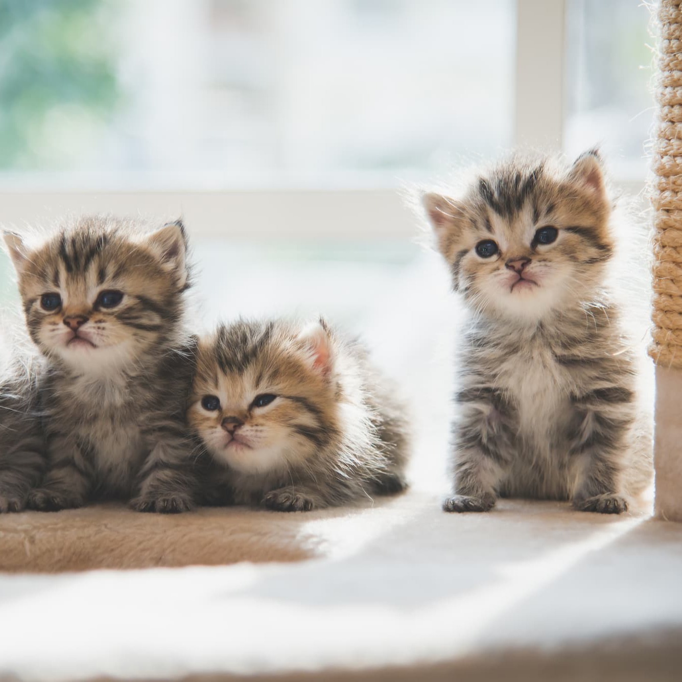 Kittens in nestje - Aveve