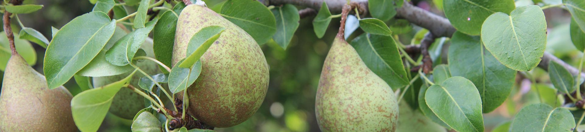 Banner zet de aanval in op lastige insecten met SILTAC SF!