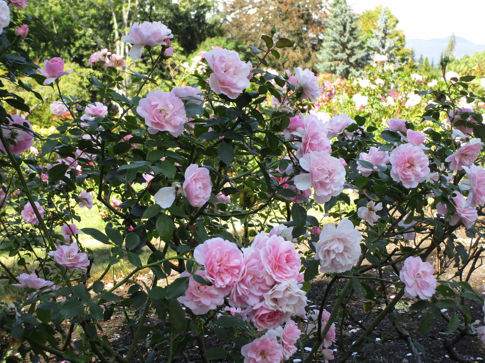 Roses anciennes – Aveve