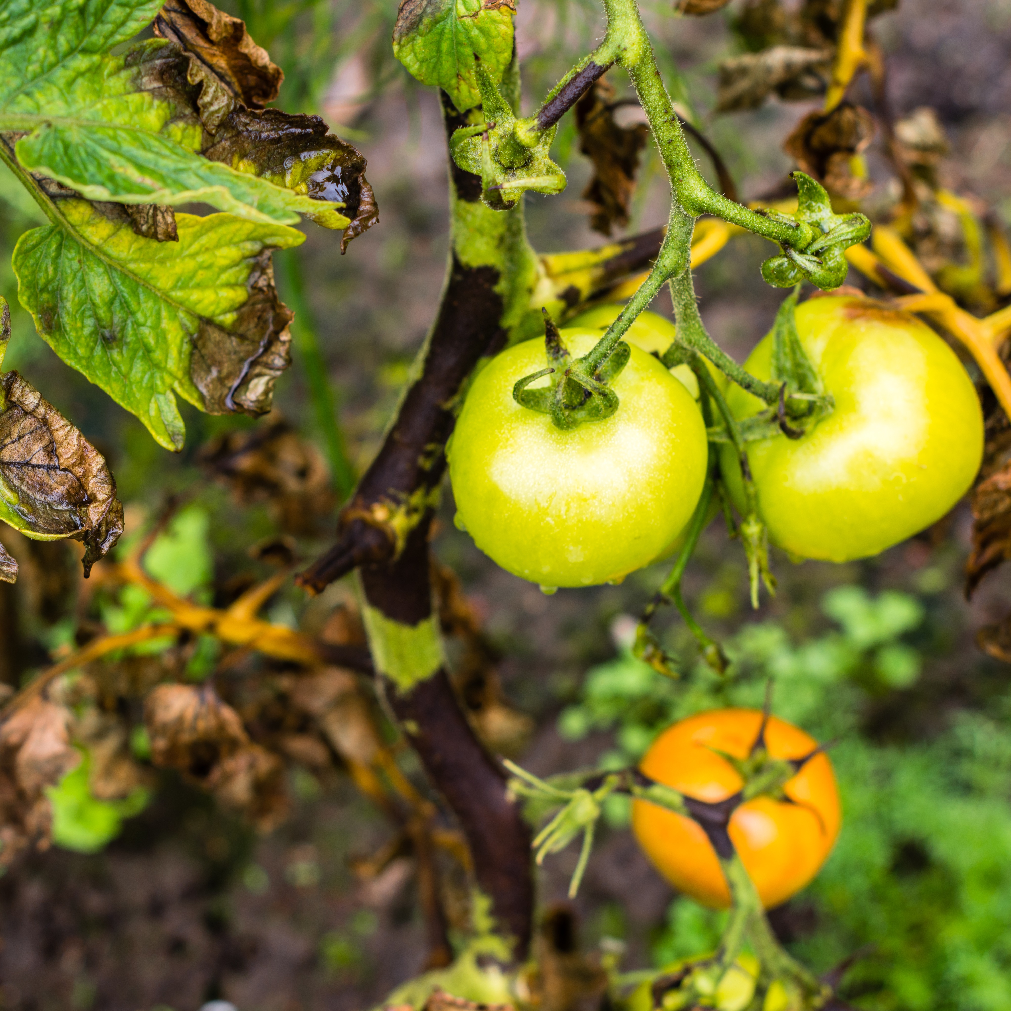 Image de tomates atteintes de mildiou - Aveve