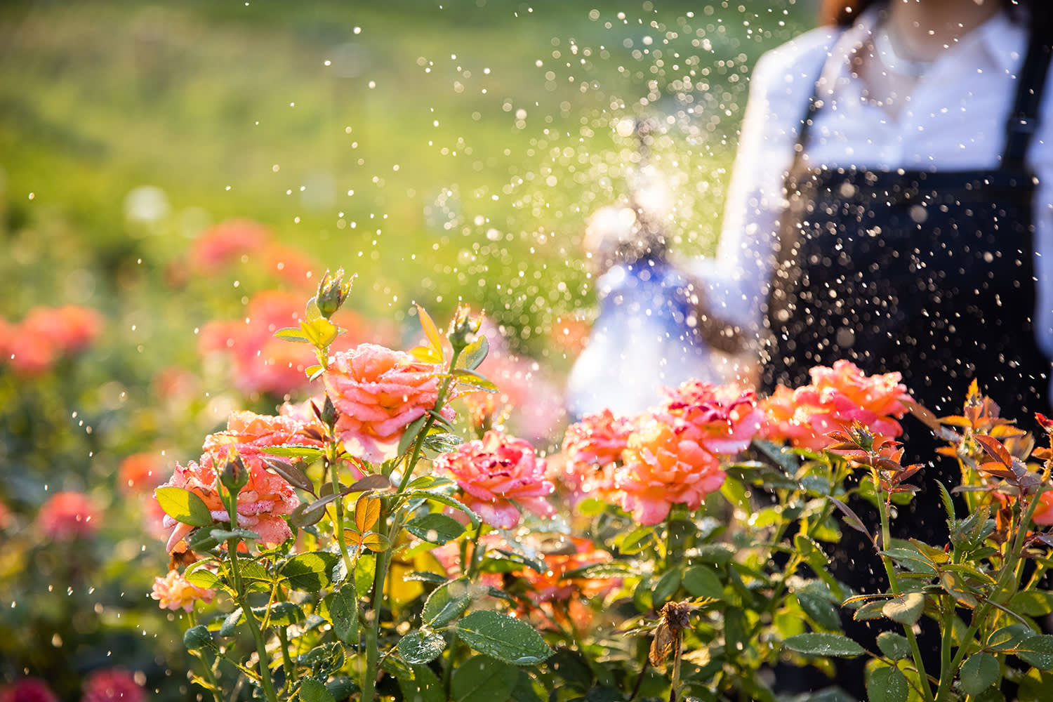 Planten in de tuin water geven - Aveve