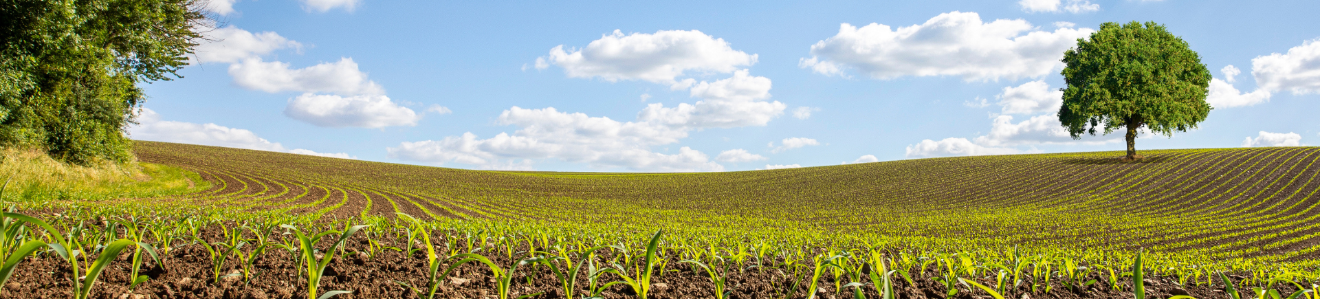 27.03.2026_Nieuwsbrief AH_Het economisch voordeel van variabel zaaien: Varicare bewijst meerwaarde in de maïsteelt 