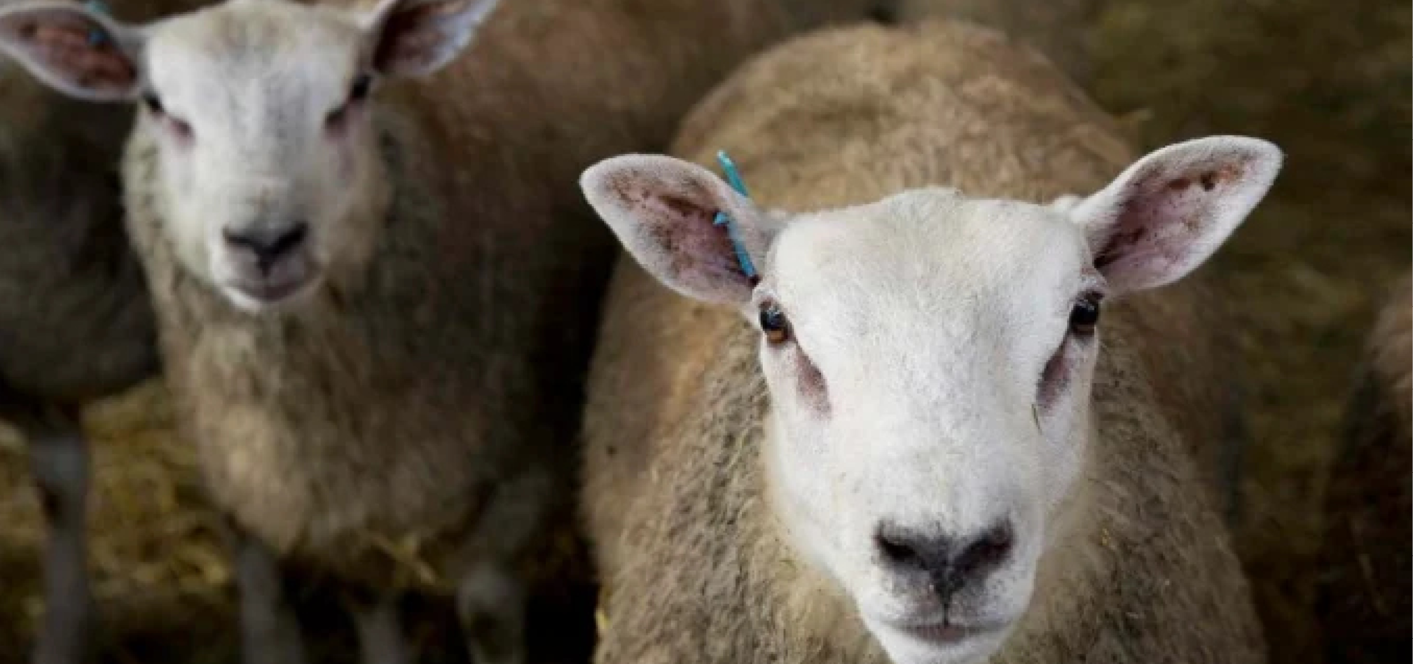 Schapen afbeelding 4 968x455px