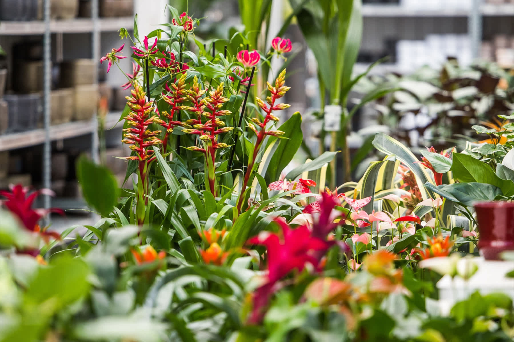 image: bloeiende kamerplanten