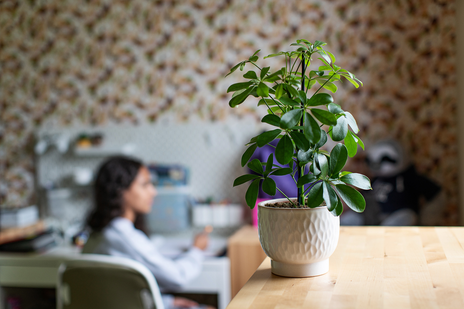 Entretien du schefflera : votre guide de A à Z - Aveve