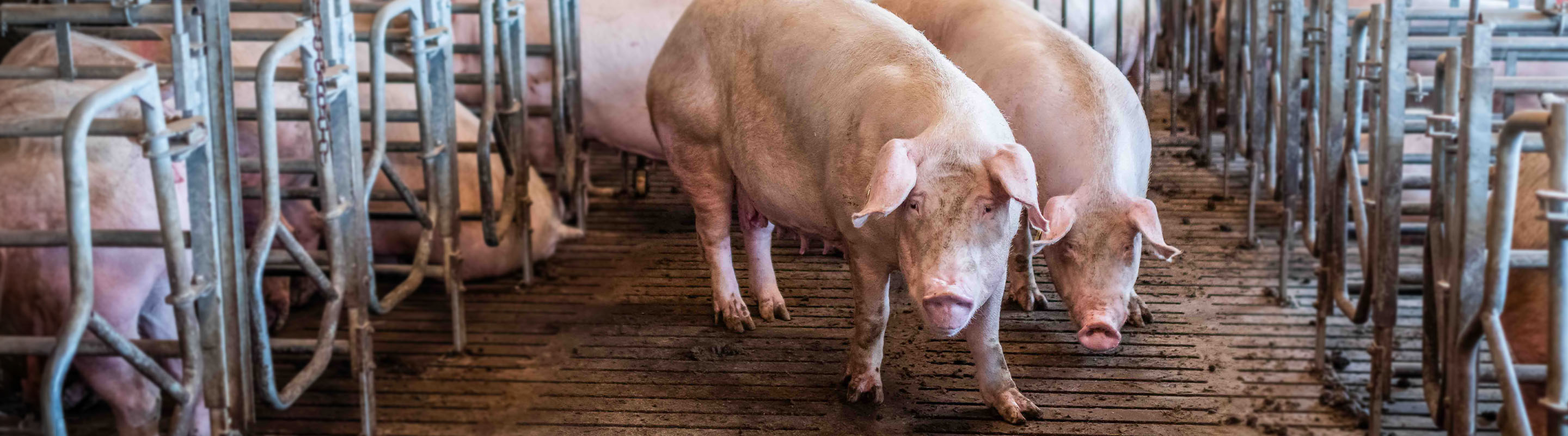 Schweine im Schweinestall