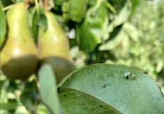 Spuitwijzer Fruitteelt 11 augustus 2021