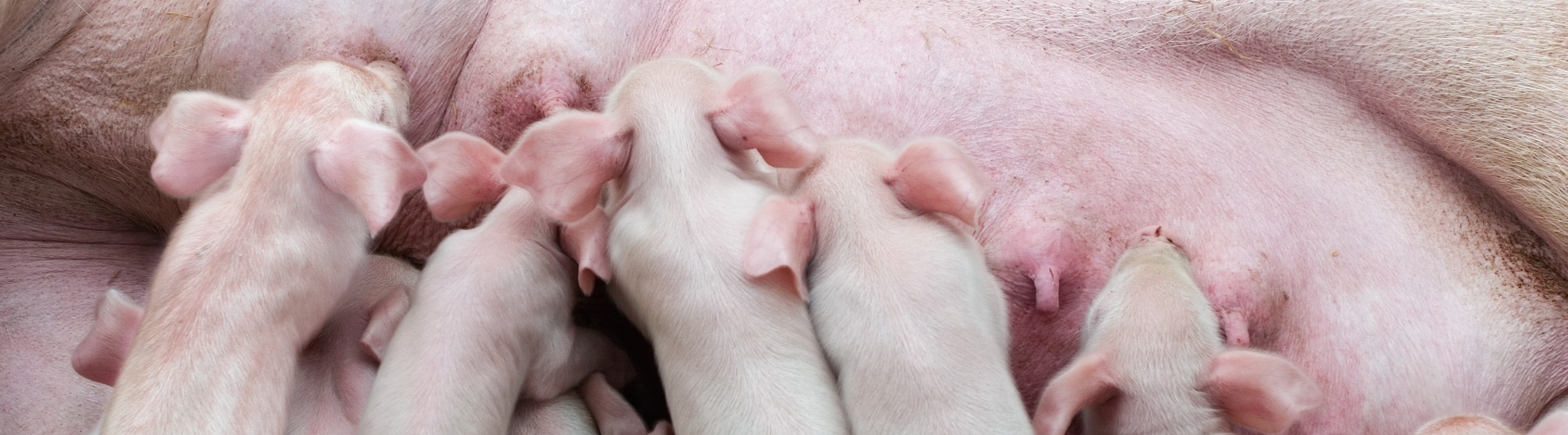 piglets drinking with the sow