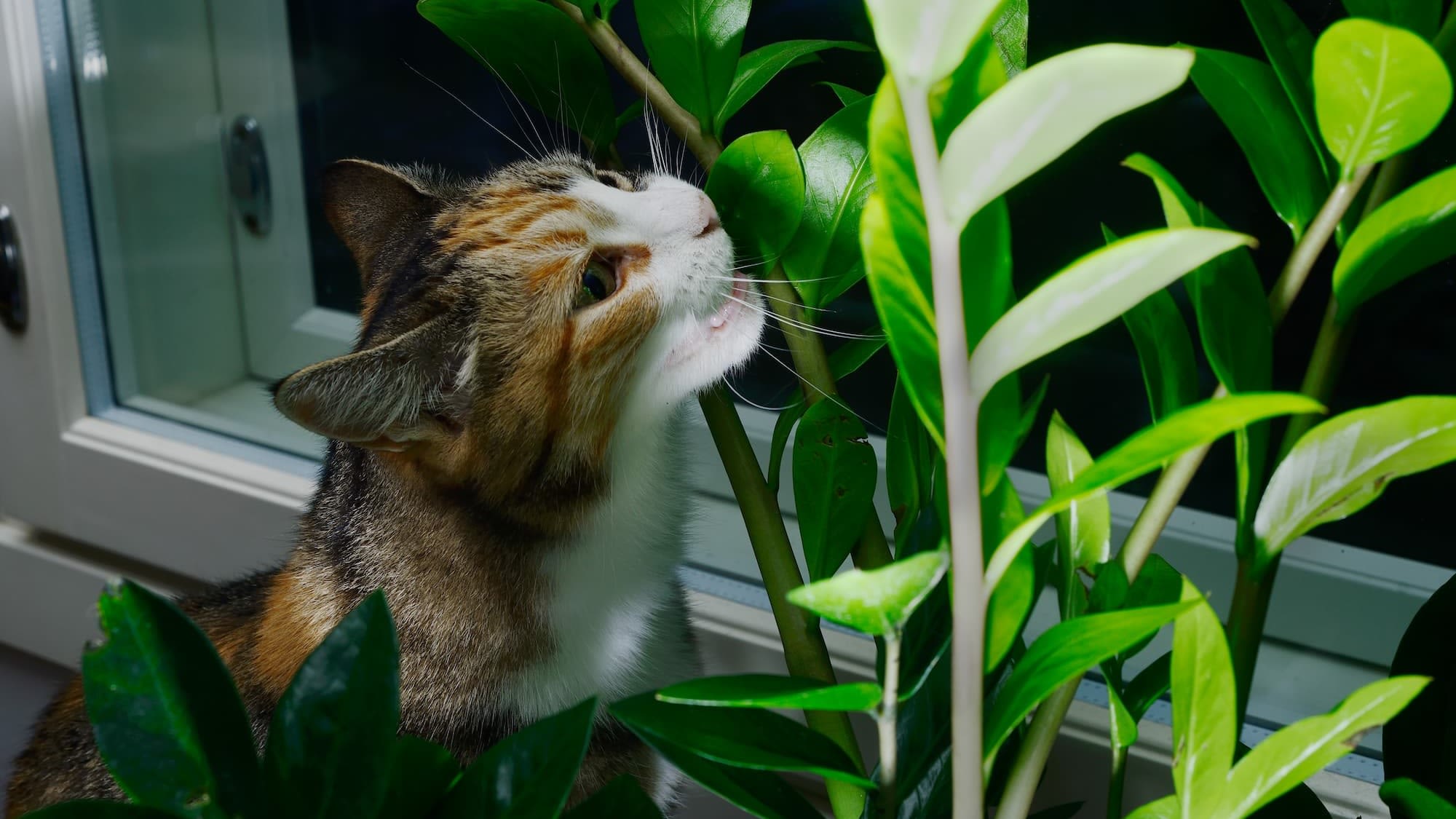 Giftige planten voor katten en veilige alternatieven Aveve