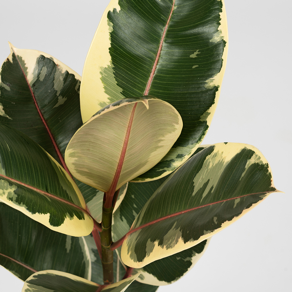 Les feuilles d'un ficus elastica - Aveve