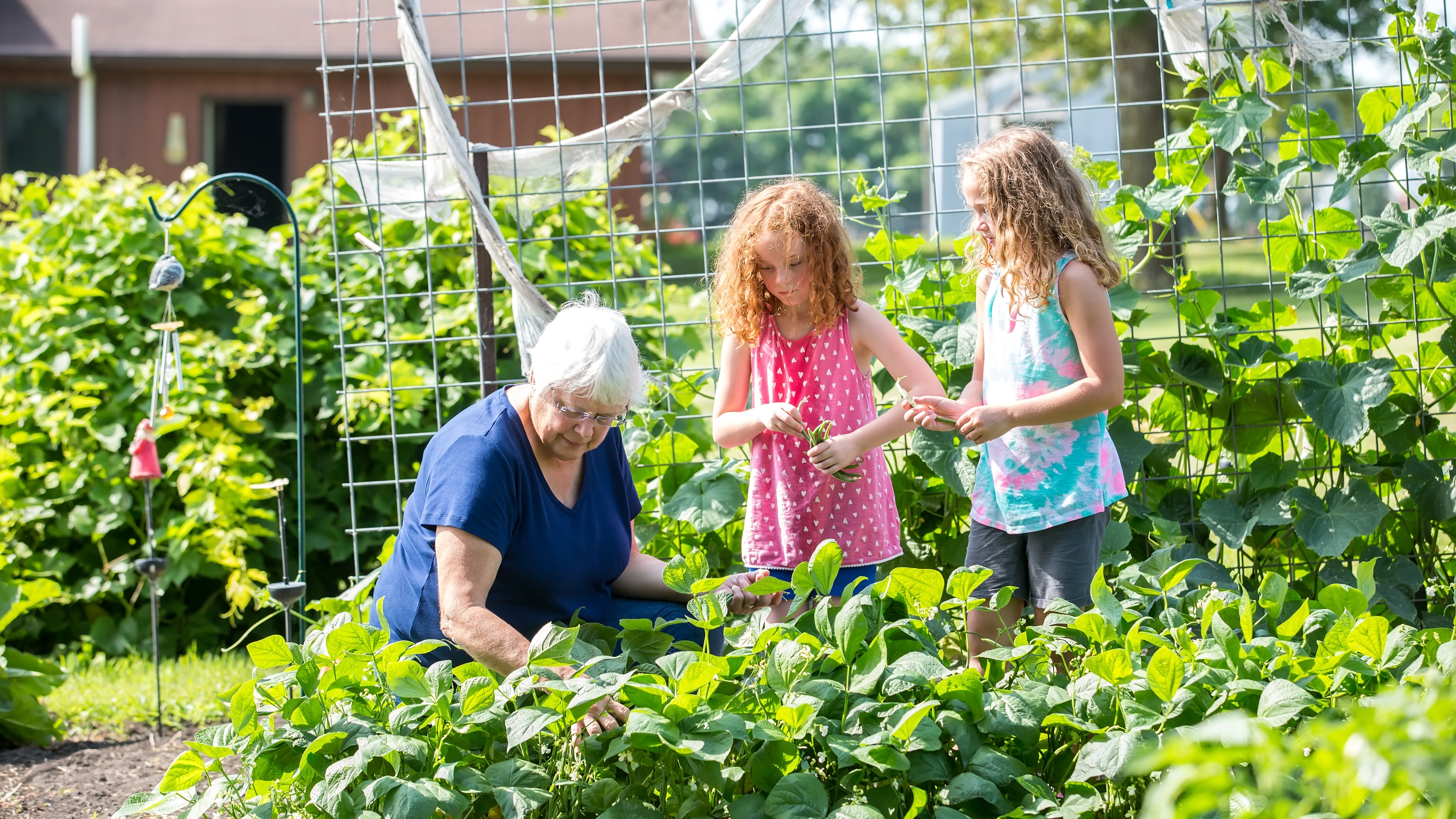 Image d’une femme accroupie qui récolte des haricots nains au jardin - Aveve