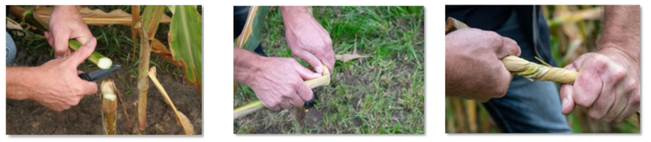 Drogestofgehalte van de plant