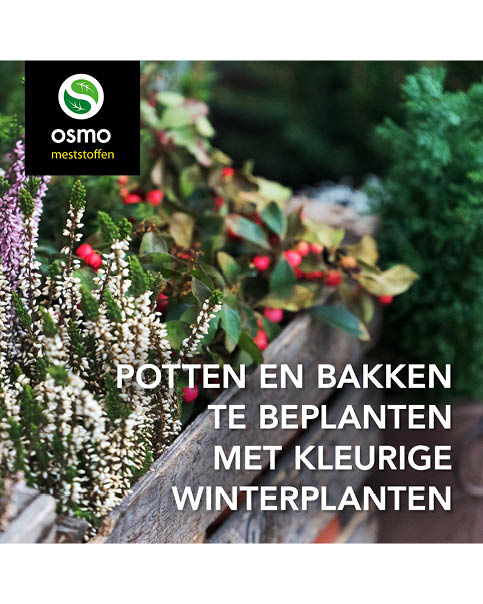 Kleurige winterplanten
