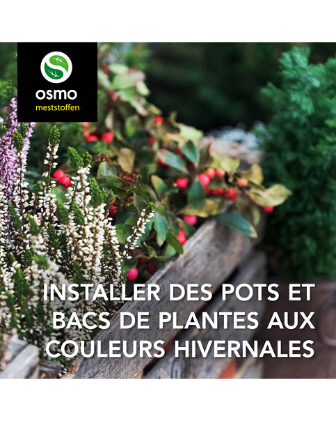 Kleurige winterplanten