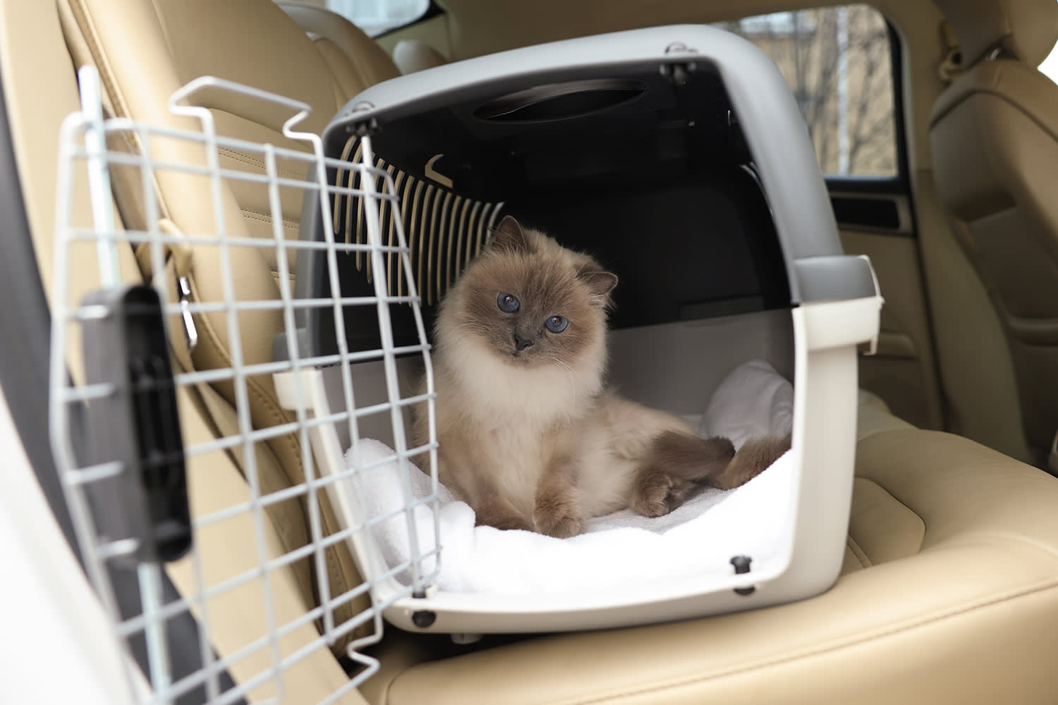 Chat dans une cage de transport - Aveve