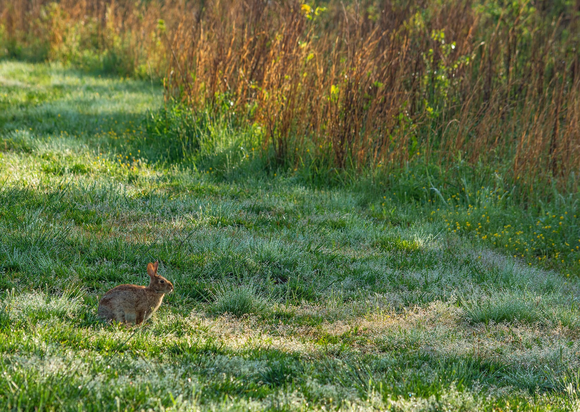 Attraper un lapin qui s’est échappé – Aveve