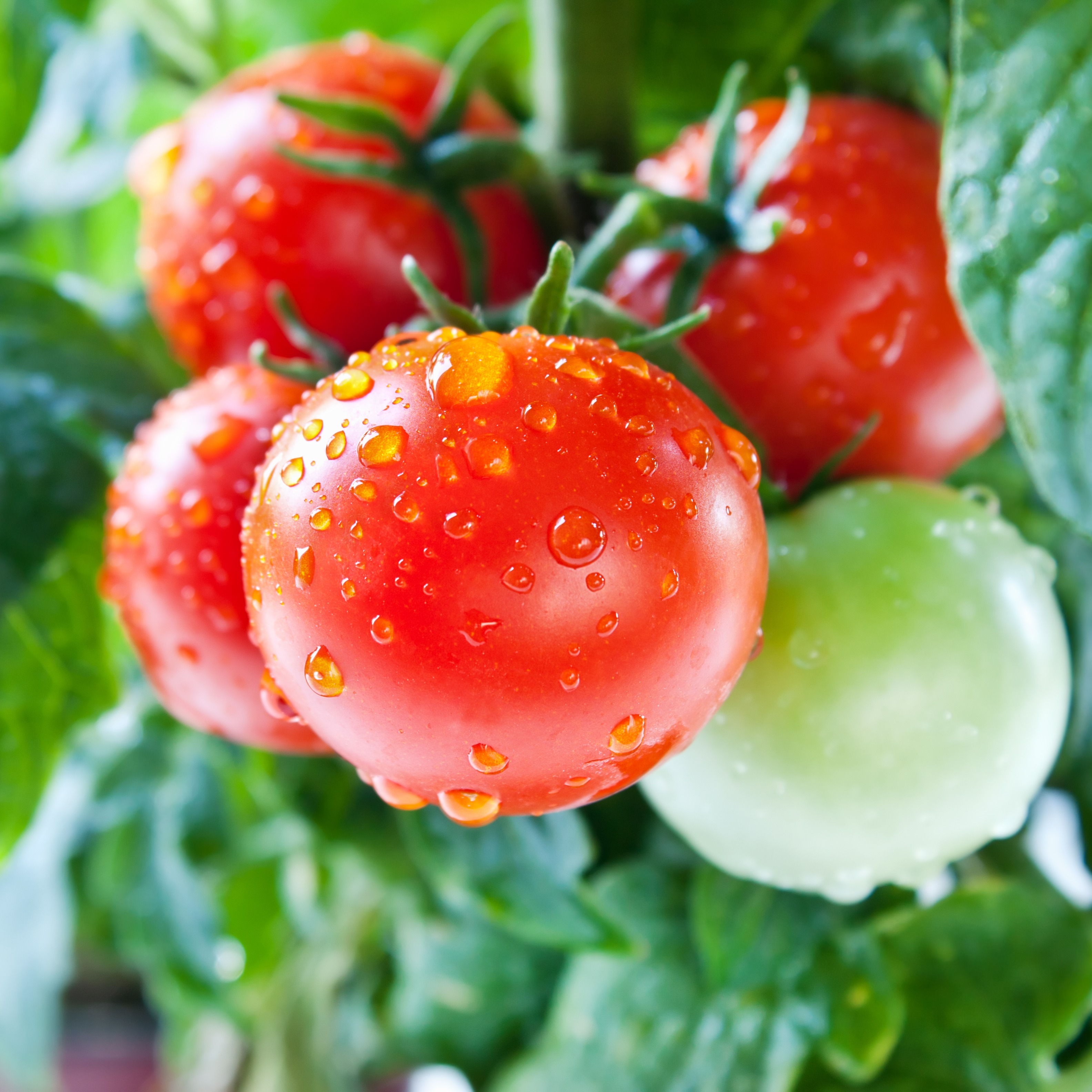 Een close-up van groene en rode tomaten aan een tomatenplant - Aveve