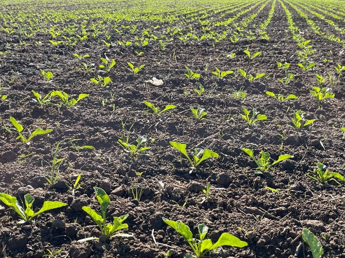 27.03.2026_Nieuwsbrief AH_Bieten en cichorei: ondersteun jouw onkruidbestrijding met Kinsidro Grow+ 