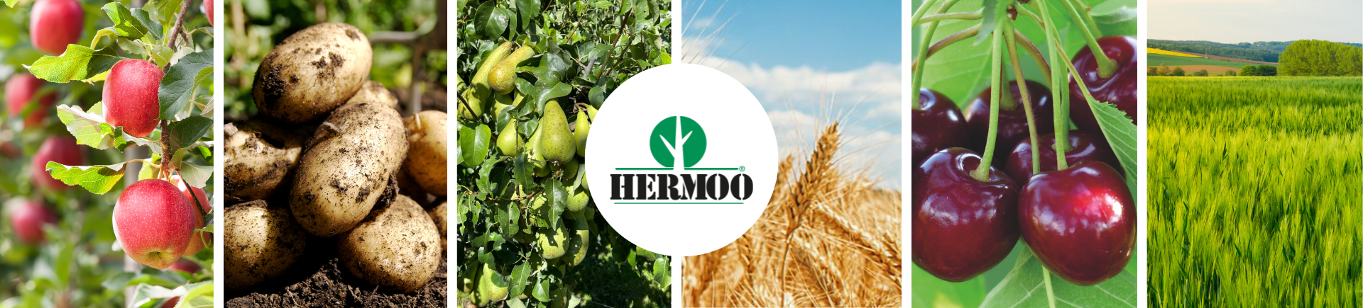 Banner kennisbank hermoo 