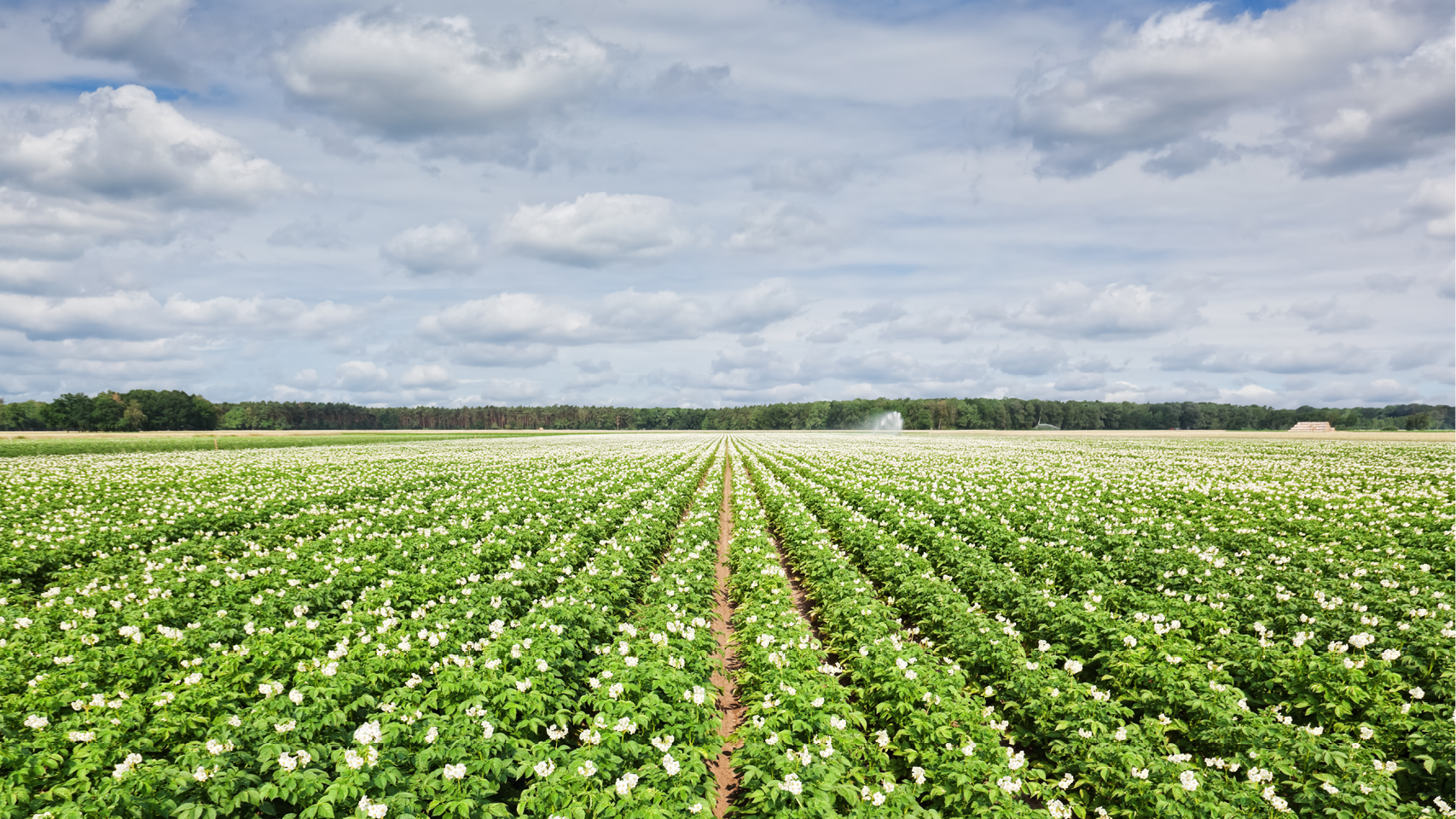 Aardappelveld banner 1280x720px
