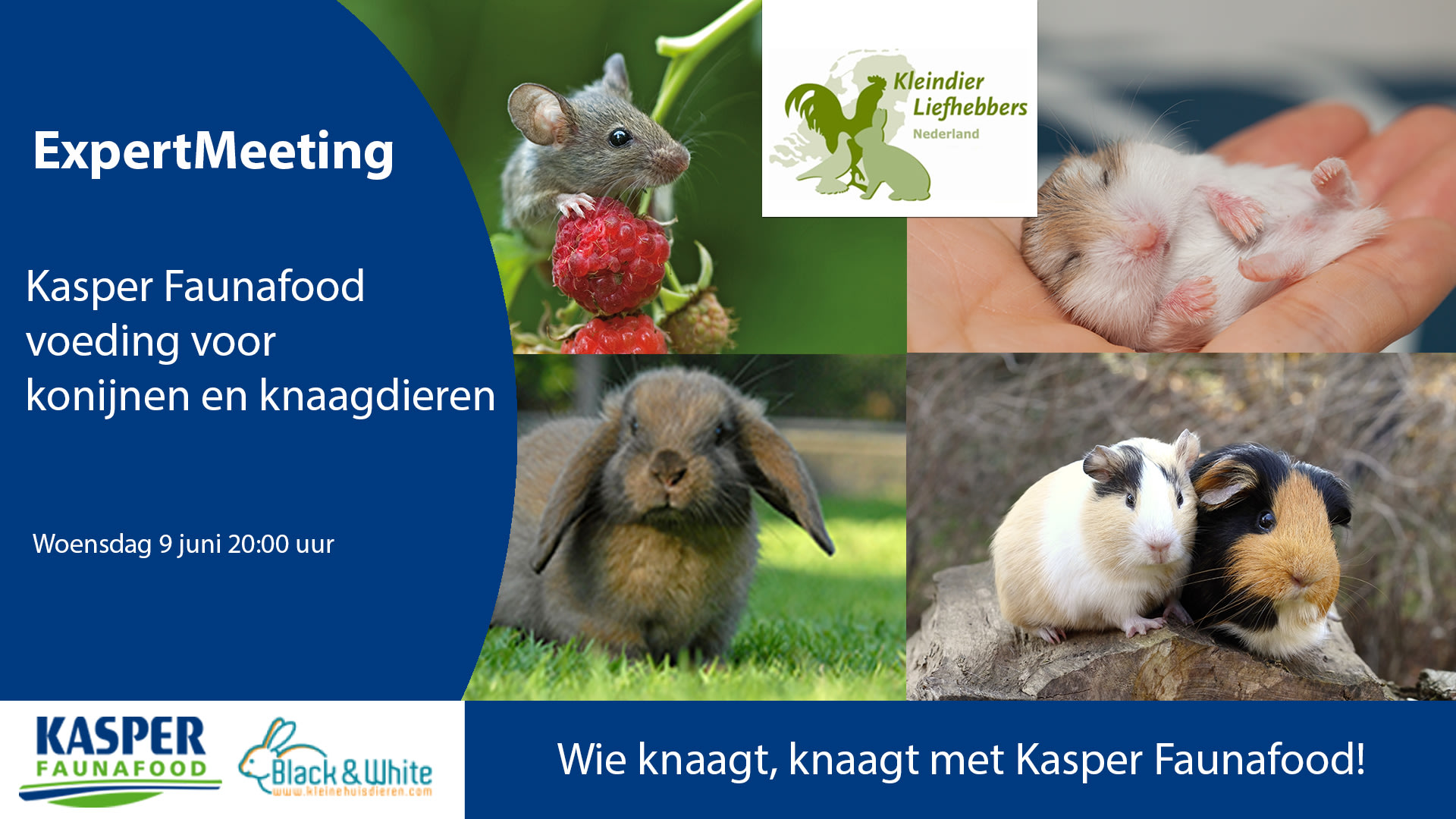 Expertmeeting konijn - knaag