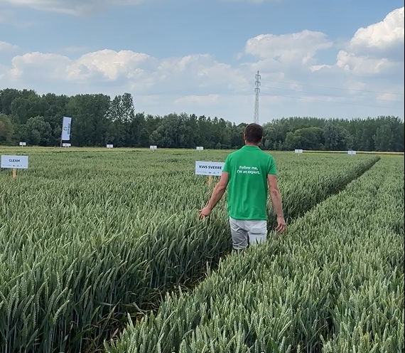 Toprassen wintertarwe - Toon Kerkhofs 