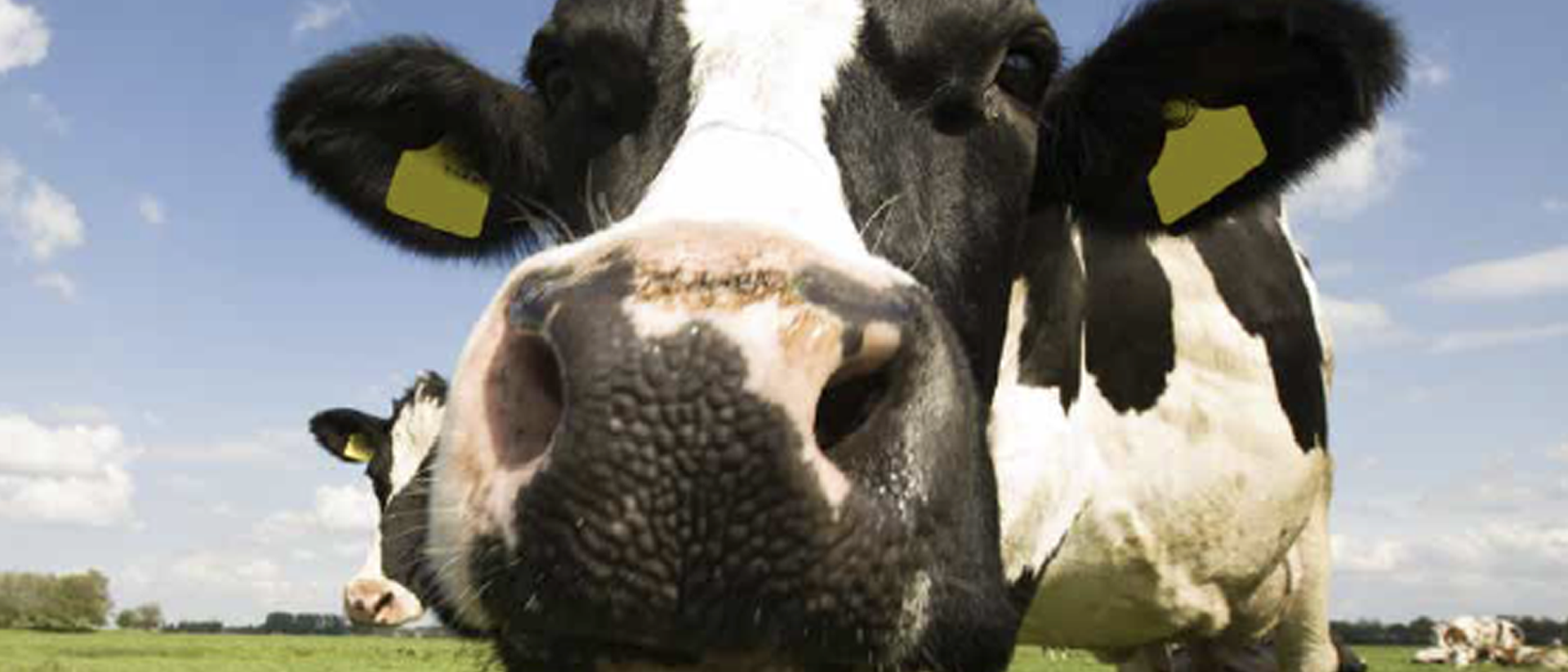 HB_Weidemengselbrochure 2026