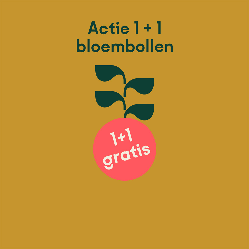 T.e.m. 23/10: 1 + 1 op alle bloembollen (van dezelfde soort)