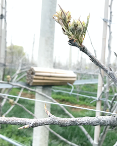 Spuitwijzer fruitteelt maart 2021