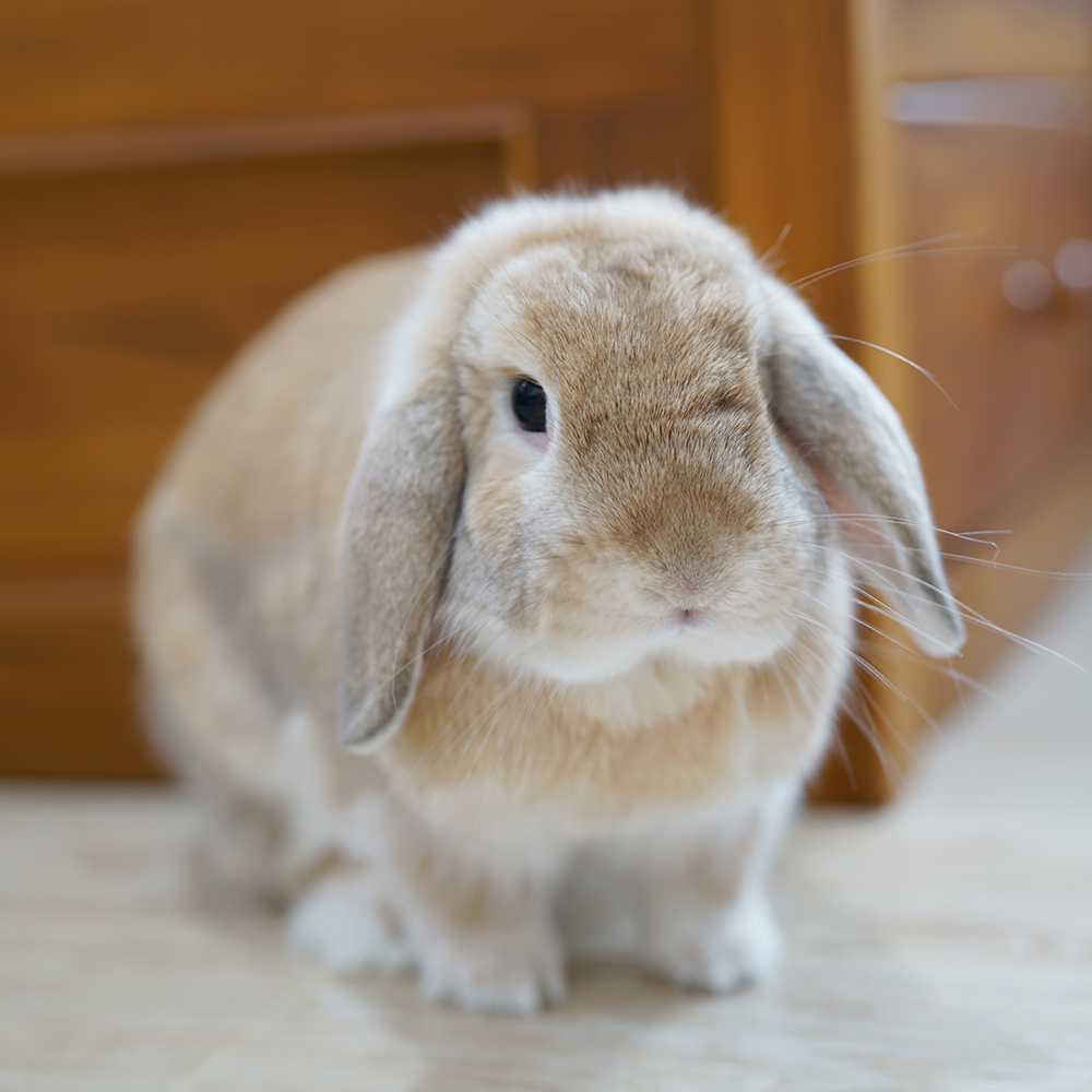 Pourquoi les lapins ont de grandes oreilles? - Rabbits World