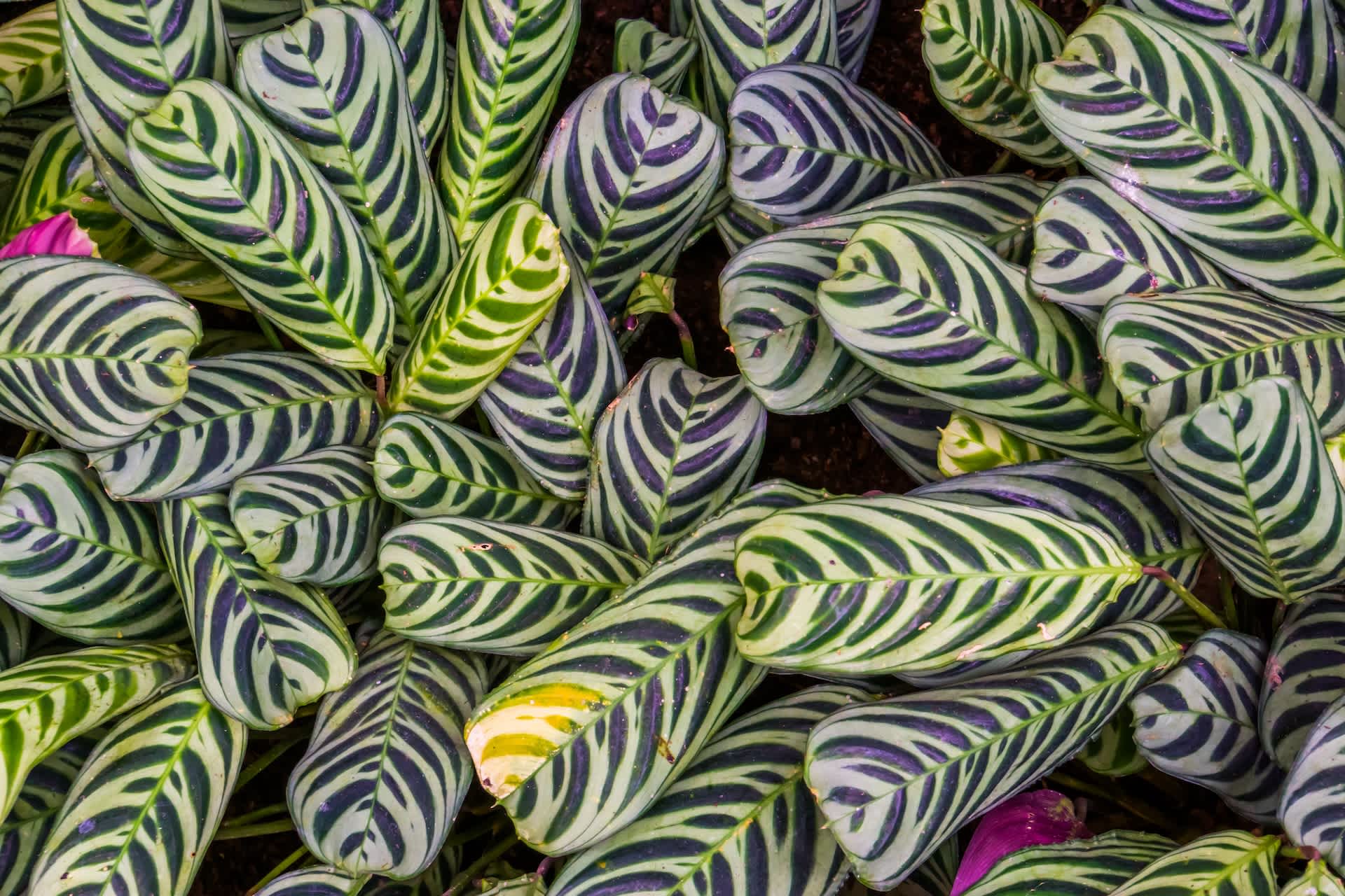 hero image: Calathea