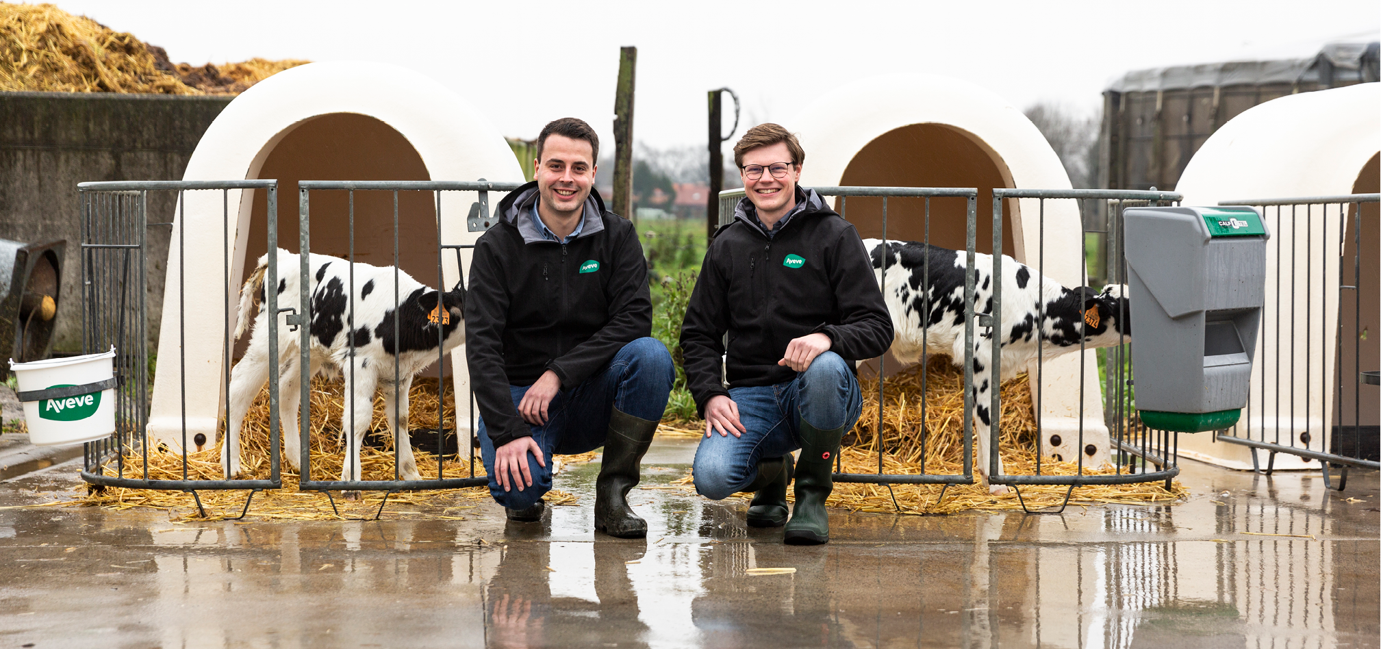 Jongvee onze expertise 968x455px