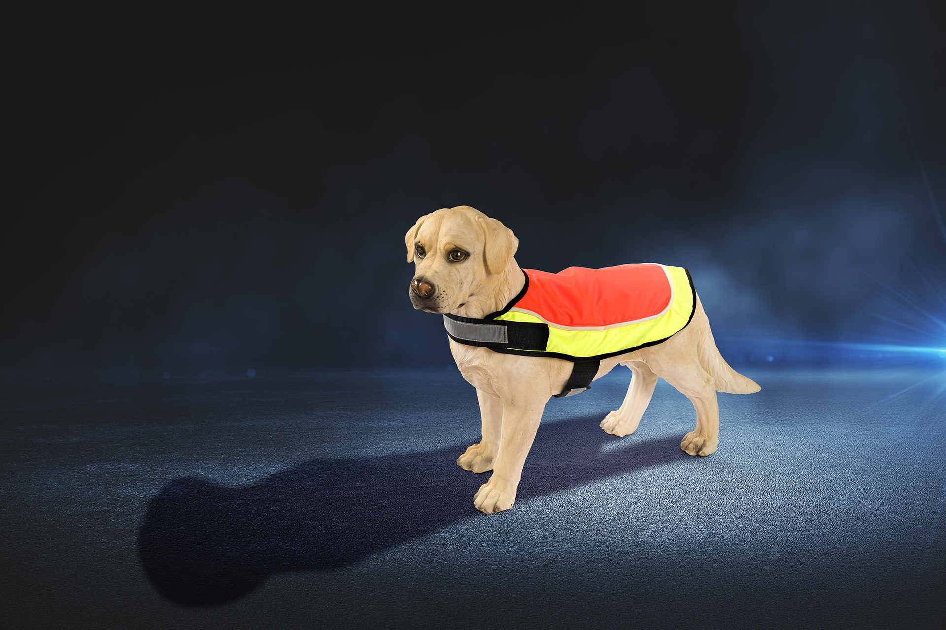 Alles voor honden aveve gezien in het donker