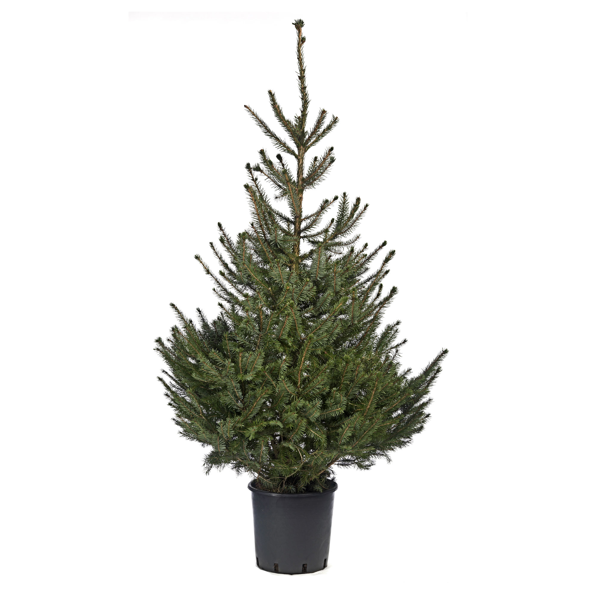 Epicéas, Picea : planter, tailler et entretenir - Conseils