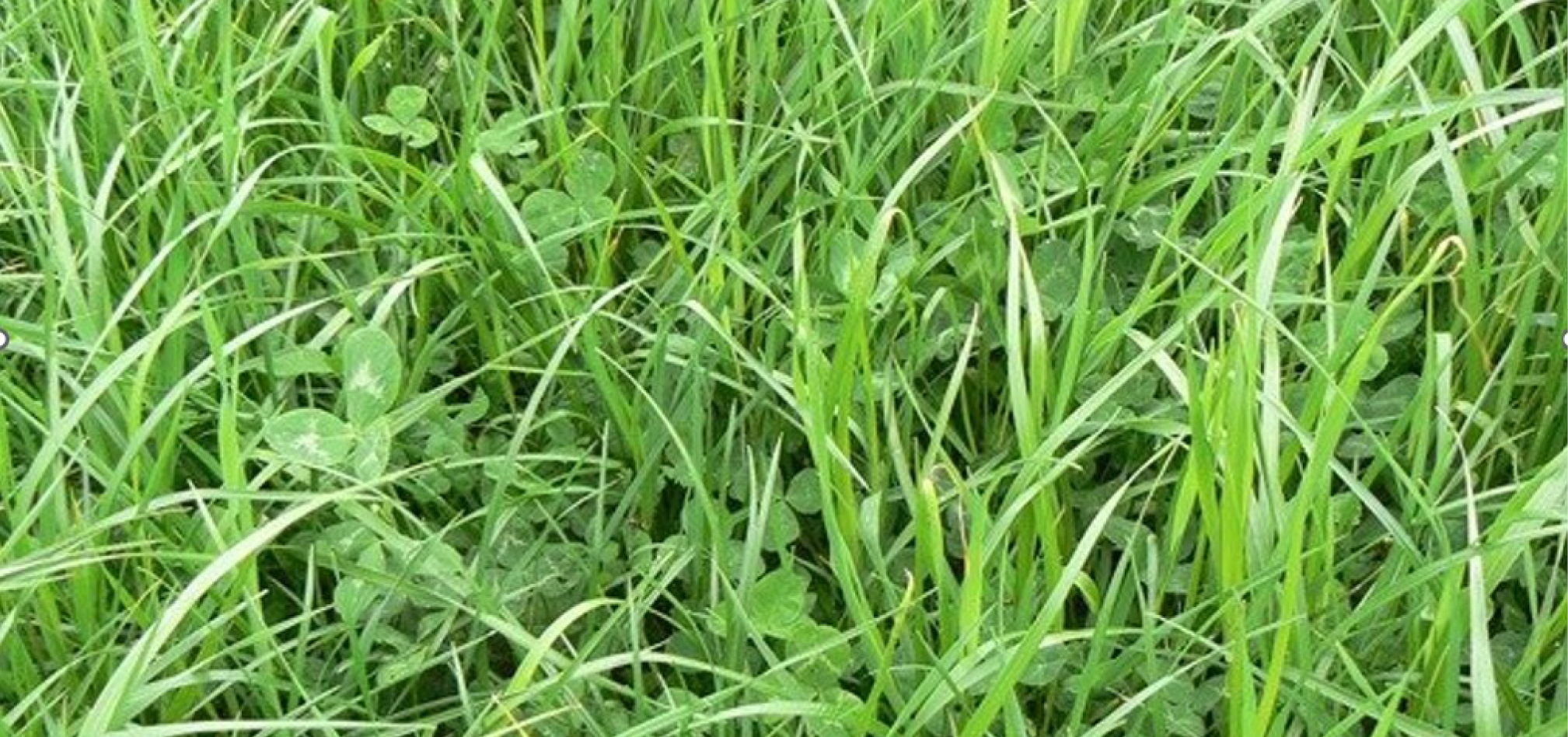 Grasklaver 968x455px