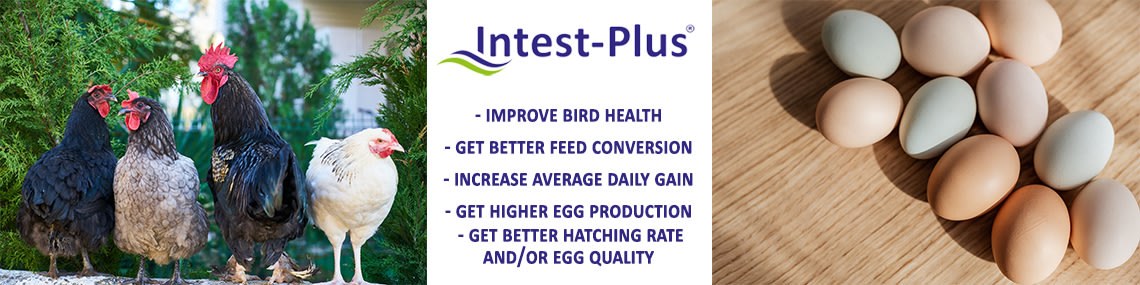 Intest-Plus ® for poultry