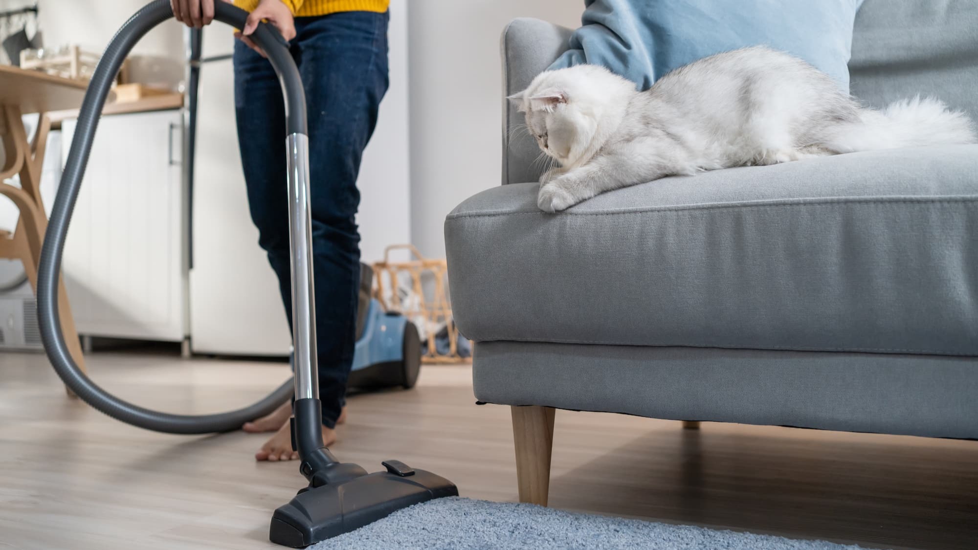 Propriétaire qui nettoie et chat qui regarde – Aveve