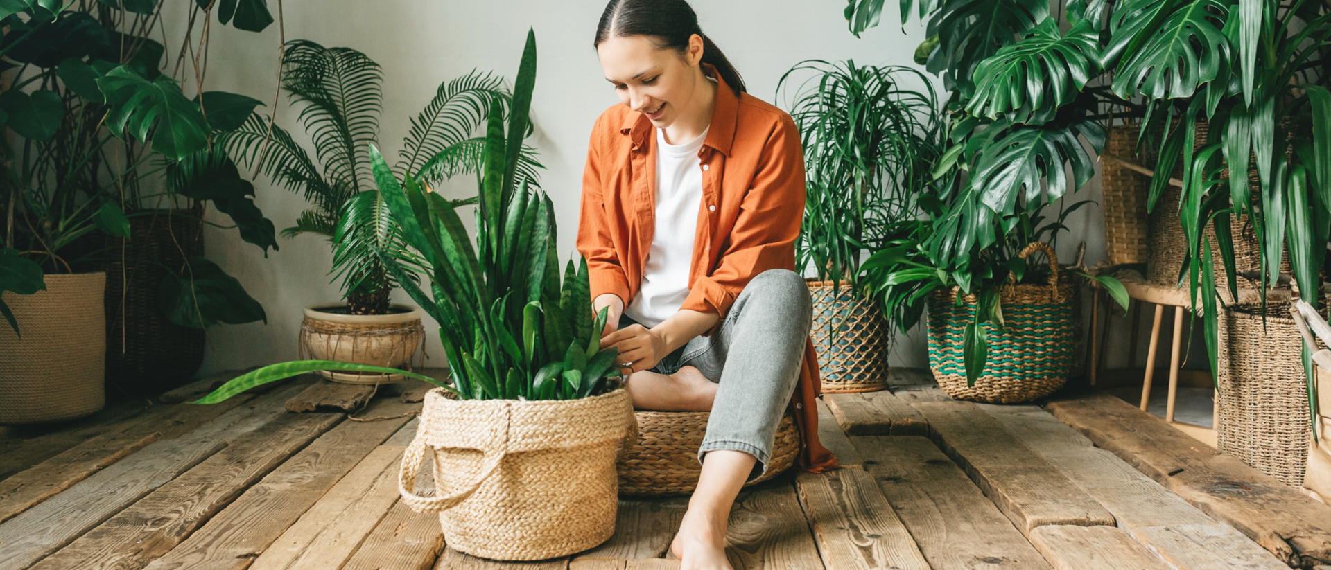 Plantes d'intérieur en pots
