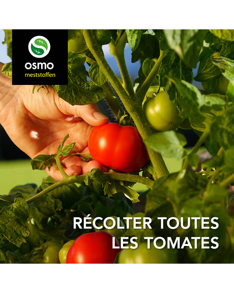 Tomaten oogsten