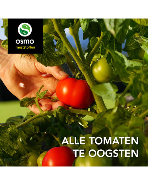 Tomaten oogsten