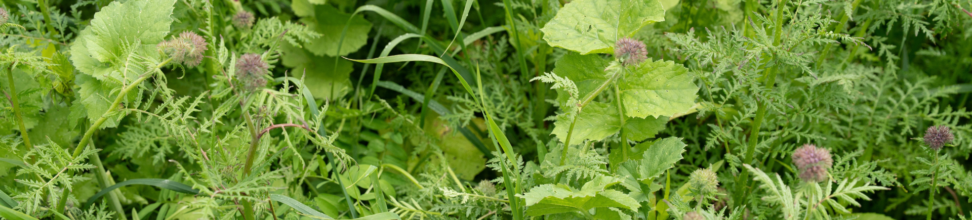 Hero - Carbon Farming: klimaatwinst als verdienmodel