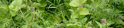 Carbon Farming: klimaatwinst als verdienmodel ,