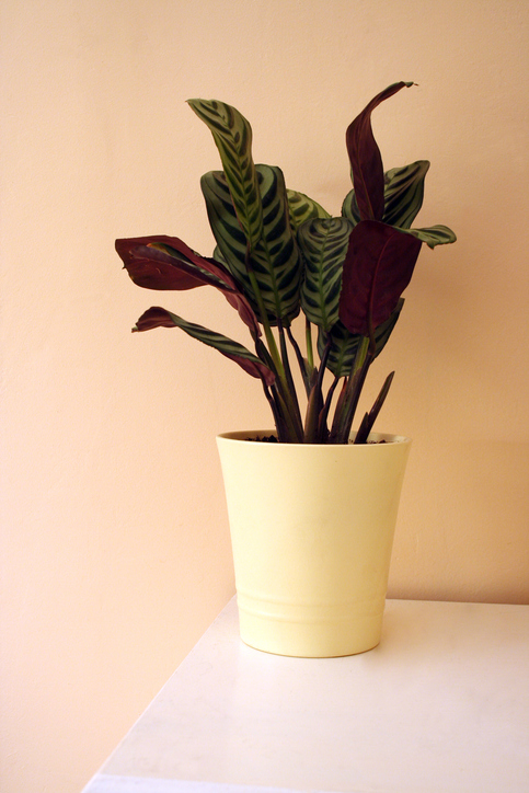 image Calathea