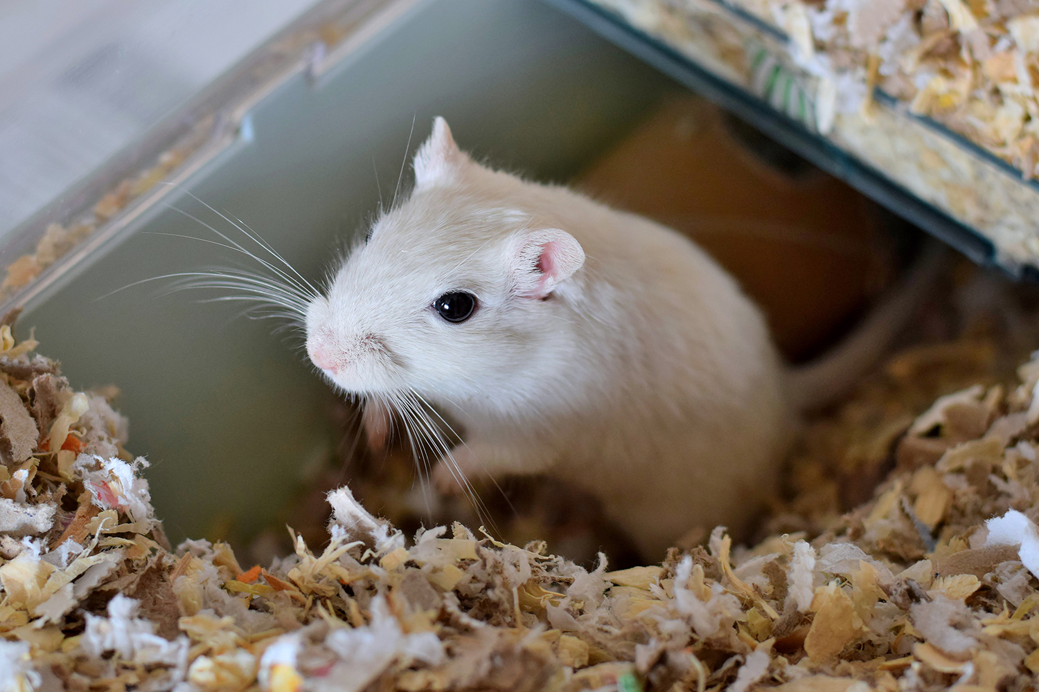 Een gerbil als huisdier
