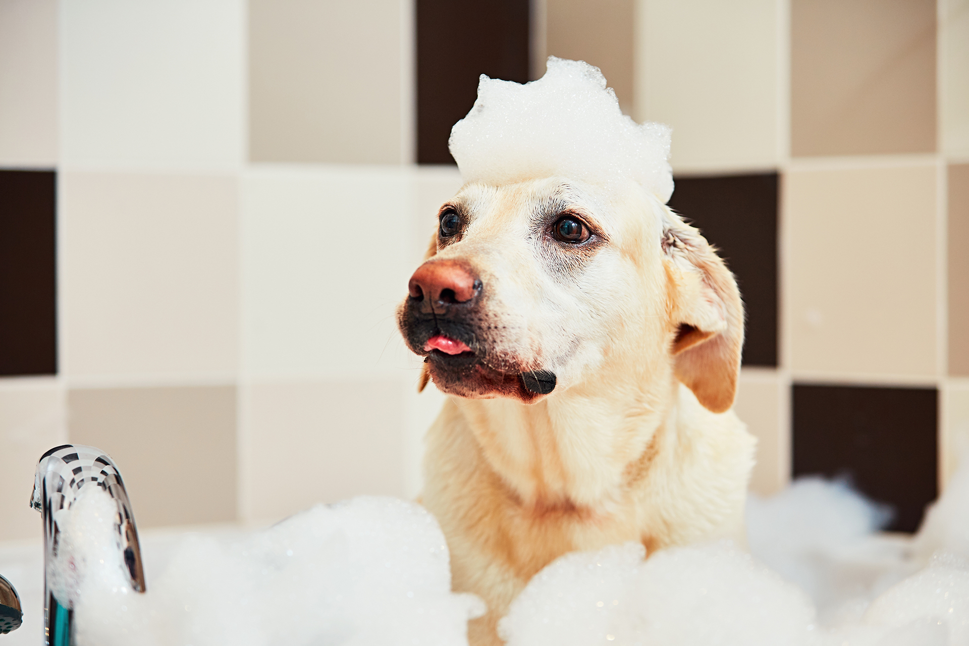 Alles voor honden aveve verzorging