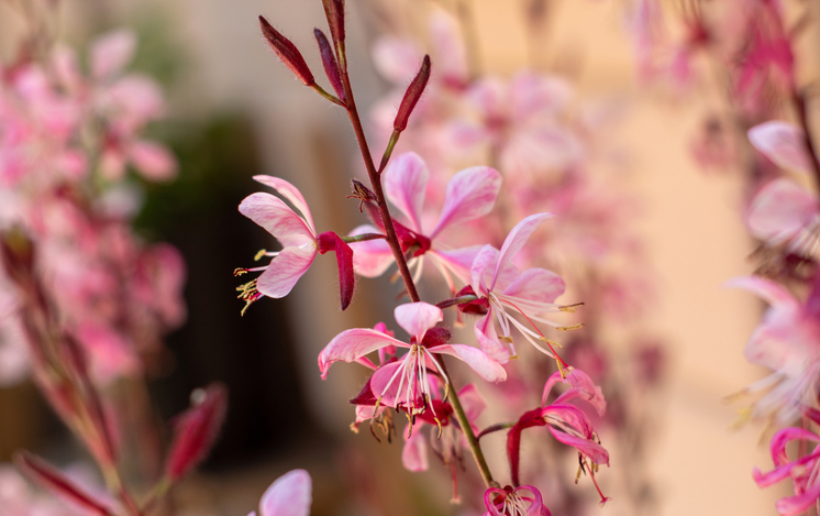 image: Gaura 