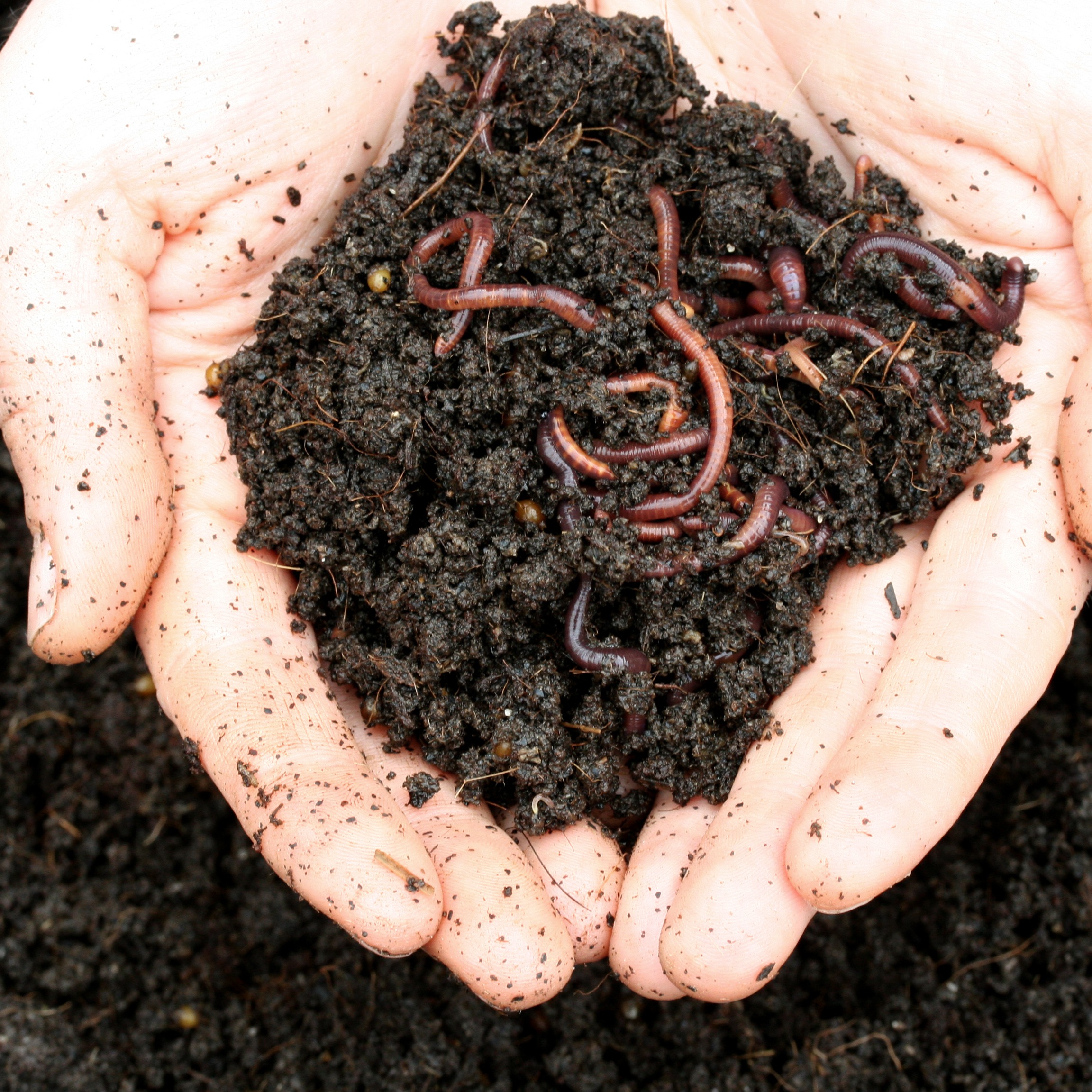 Afbeelding van twee handen die grond met wormen in vasthoudt - Aveve